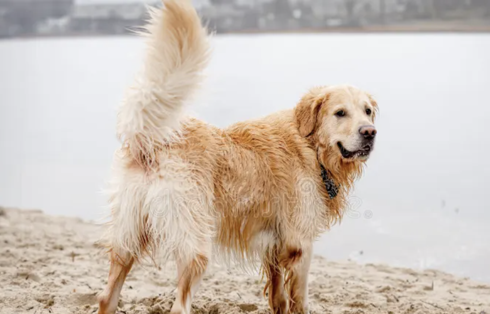 GOLDEN GAIT SWAGGER CONTEST